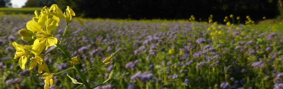 Ackersenf und Phacelia