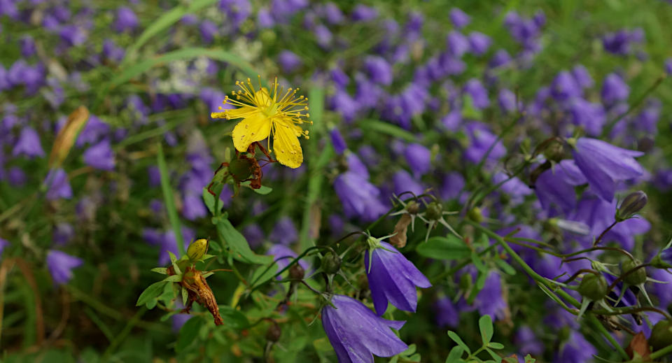 Johanniskraut und Glockenblumen