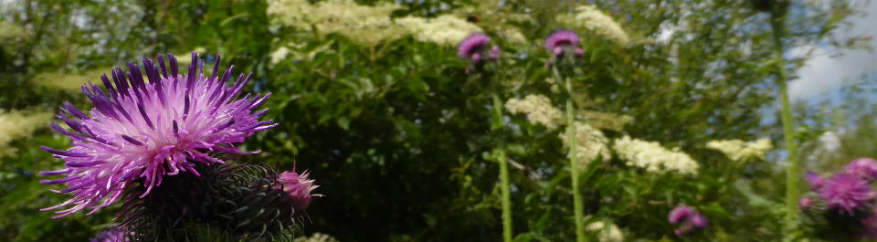 krause Distel und Holunder bei Ummendorf