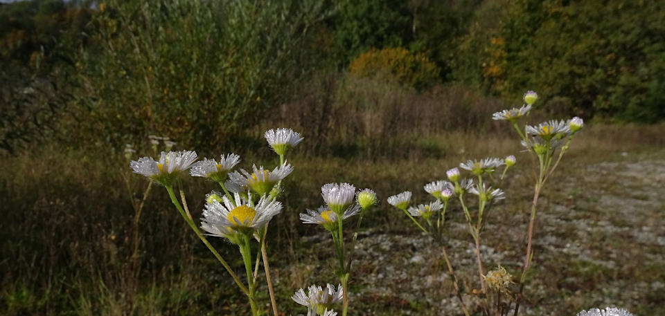 Feinstrahl bei Ummendorf