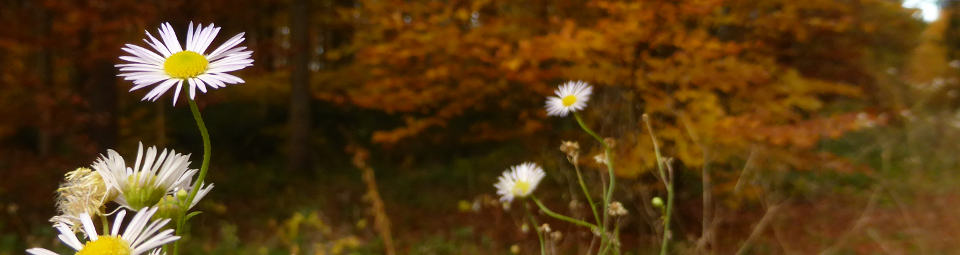 Erigeron