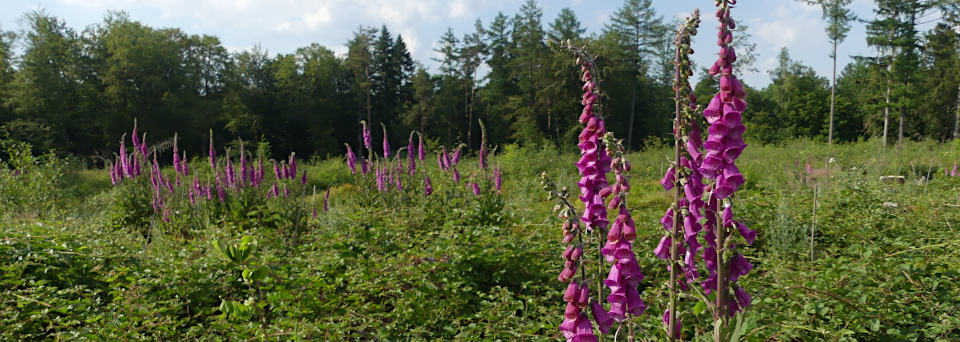 Digitalis purpurea