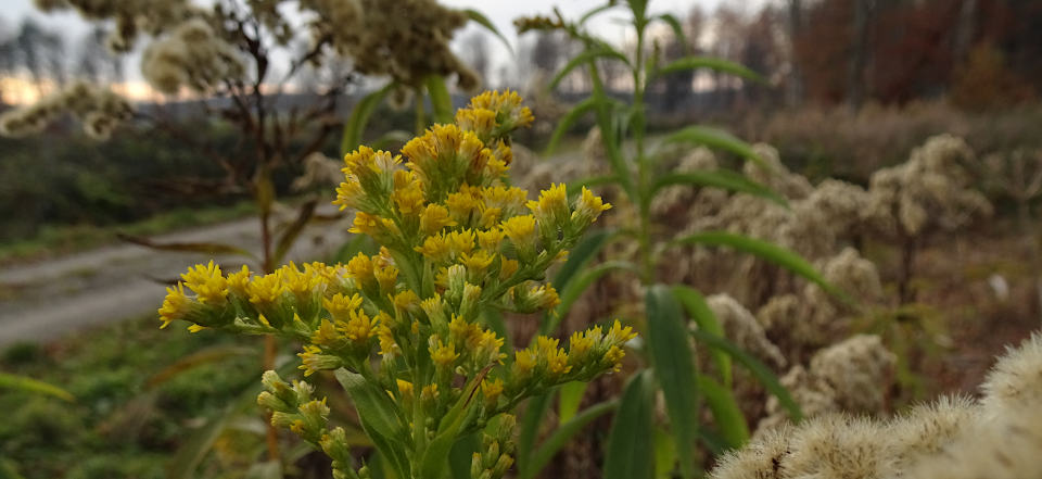 Solidago