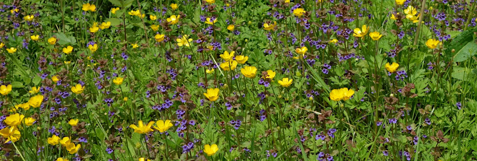 glechoma und ranunculus