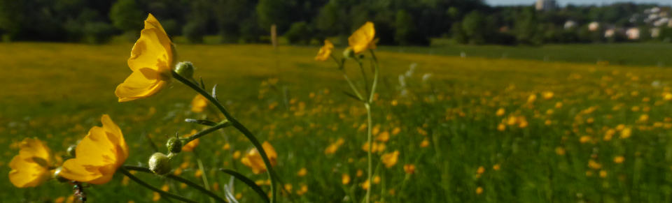 Hahnenfuß-Wiese bei Biberach