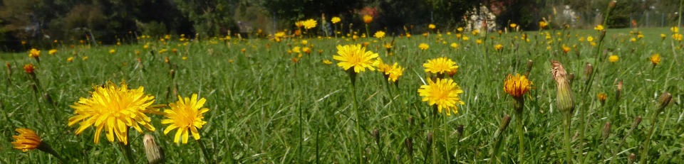 Herbstloewenzahn bei Appendorf