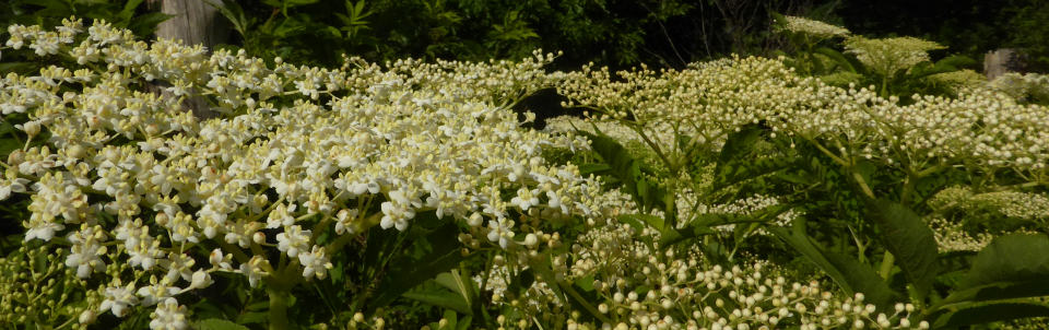 Holunder-Blüte bei Reute