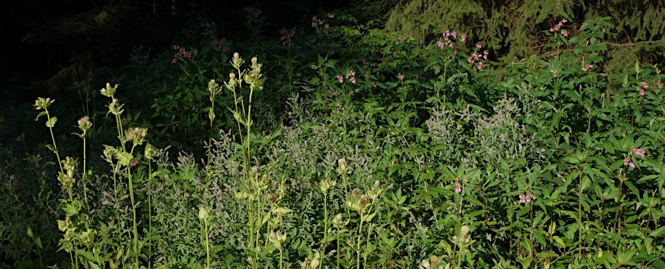 Kohldistel, Rossminze und Springkraut