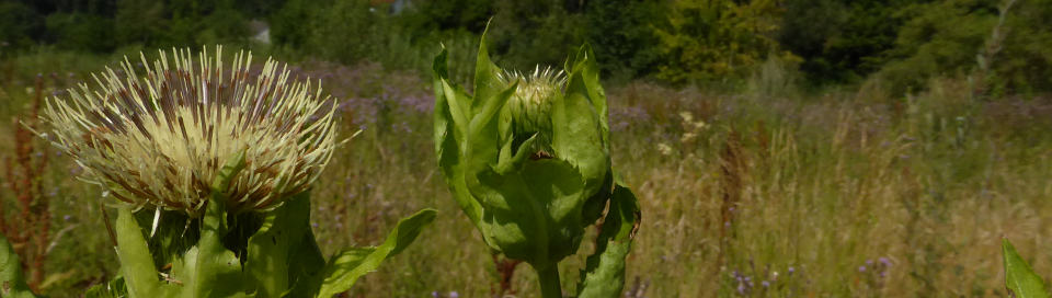 Kohldistel bei Ummendorf