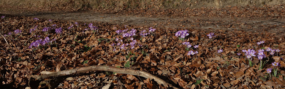 Krokusse bei Ingoldingen