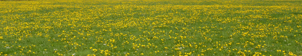 Loewenzahn-Wiese bei Ingoldingen