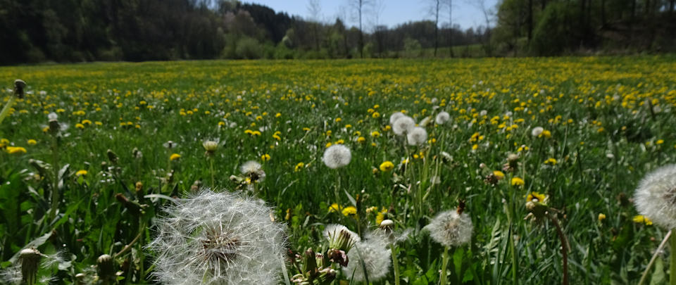 Löwenzahn bei Mittelbiberach