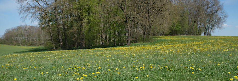 Löwenzahnwiese bei Hagenbuch