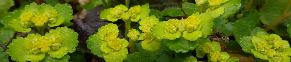 Milzkraut-im-Burrenwald