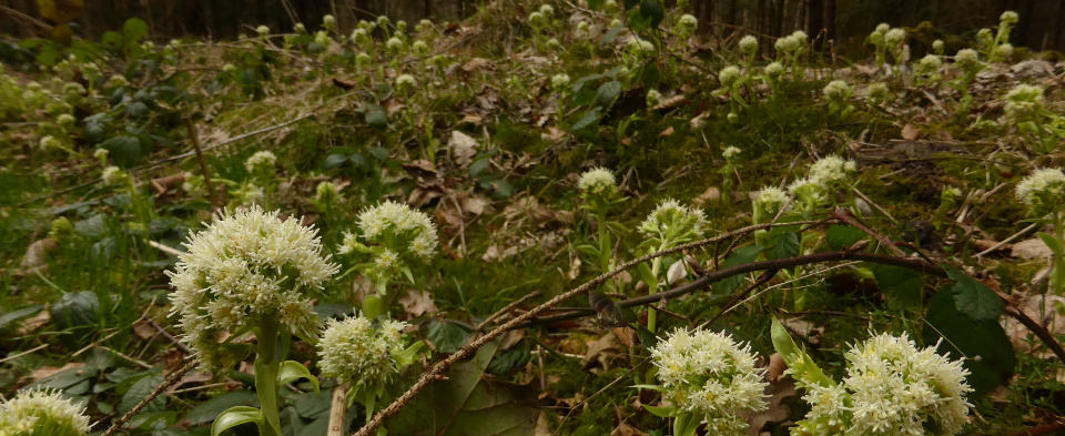 Pestwurz bei Rindenmoos