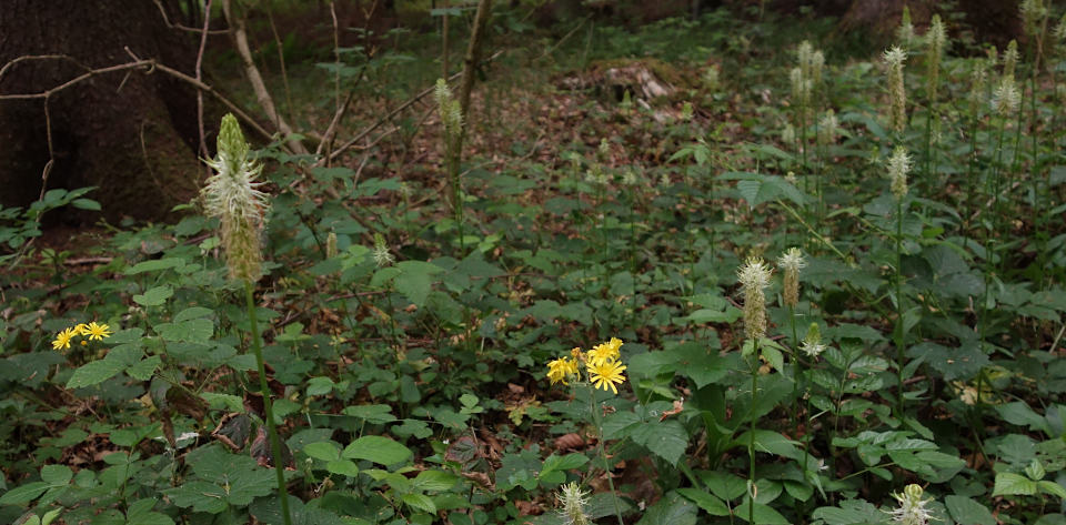 Phyteuma und Hieracium