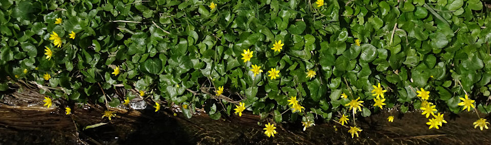 Scharbockskraut bei Muttensweiler