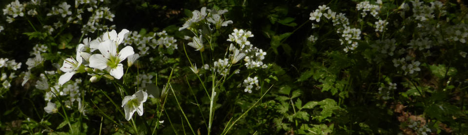 Schaumkraut-bei-Reichenbach