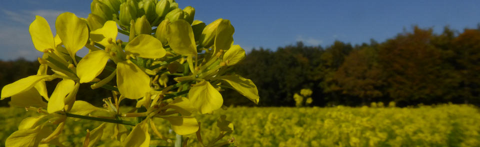 Senfacker bei Degernau