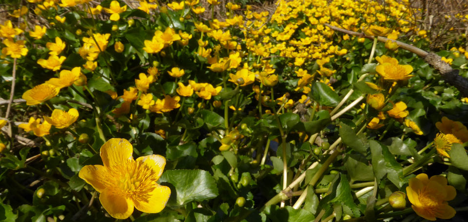 Sumpfdotterblumen bei Reute