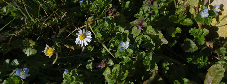 bellis, lamium, veronica