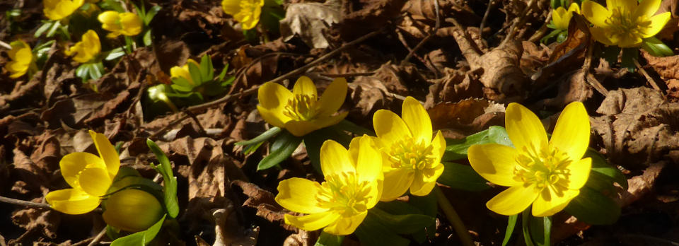 Winterlinge bei Rissegg