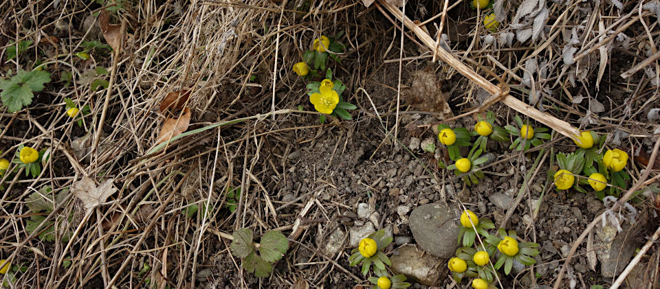 Winterlinge bei Rissegg