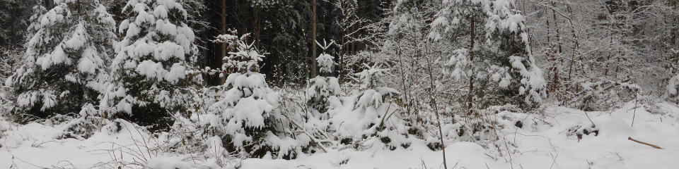 Winterwald bei Rindenmoos