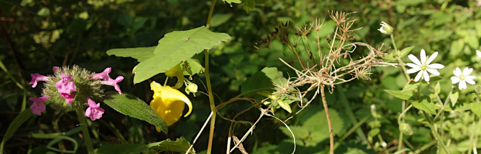 Clinopodium,Impatiens,Stellaria