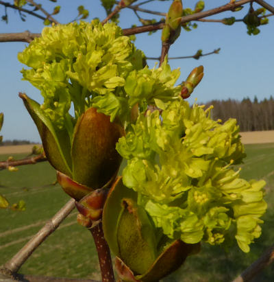 acer platanoides