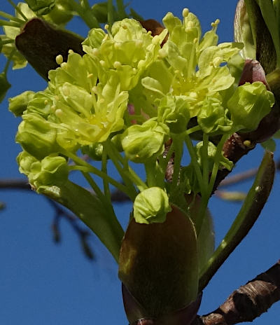 acer platanoides