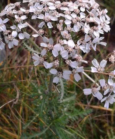 achillea millefolium