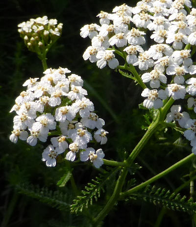 achillea millefolium