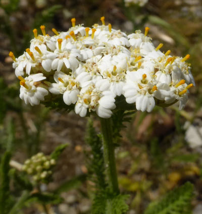 achillea millefolium