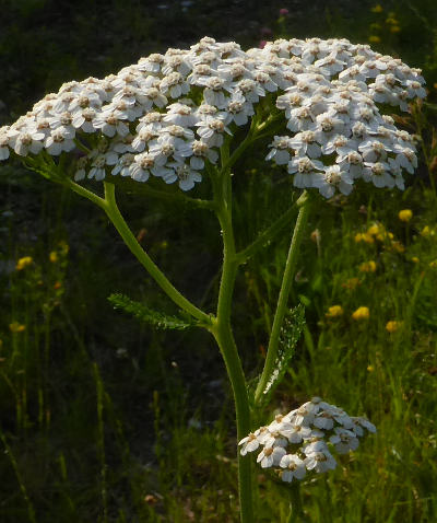 achillea millefolium