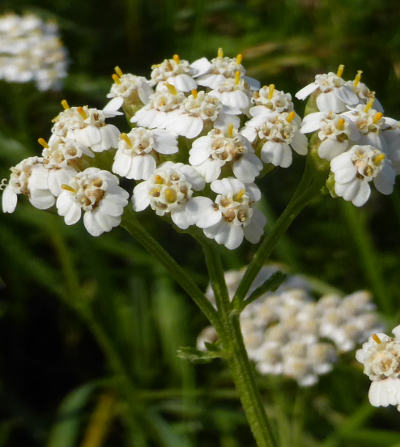 achillea millefolium