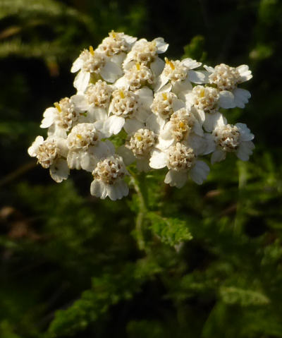 achillea millefolium