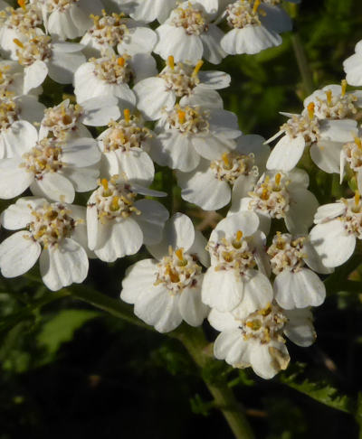 achillea millefolium