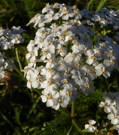 achillea millefolium