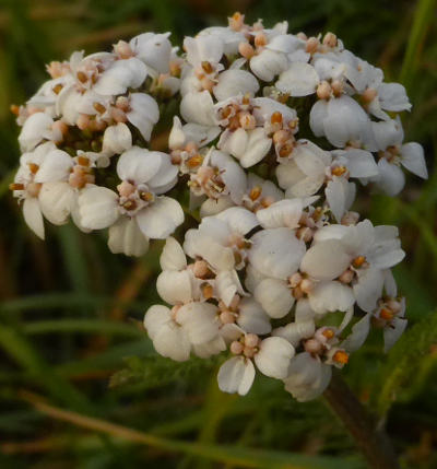 achillea millefolium