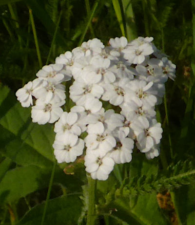 achillea millefolium