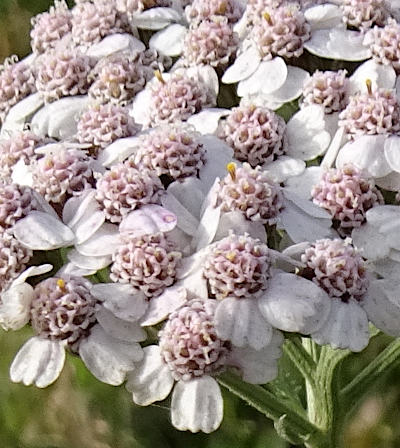 achillea millefolium