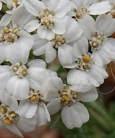 achillea millefolium