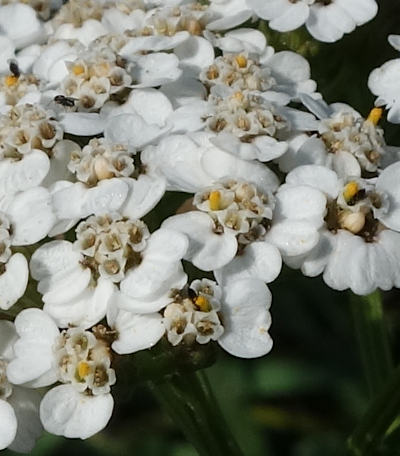 achillea millefolium