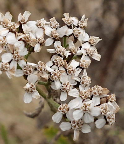 achillea millefolium