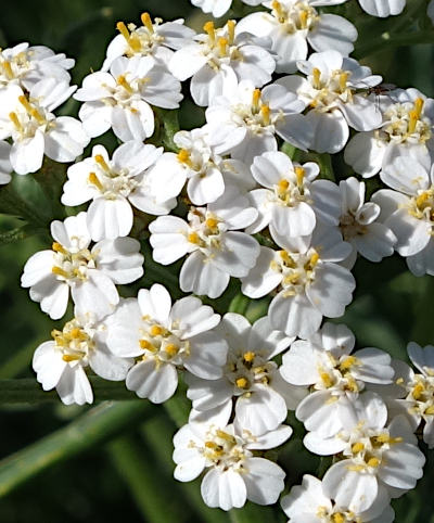 achillea millefolium