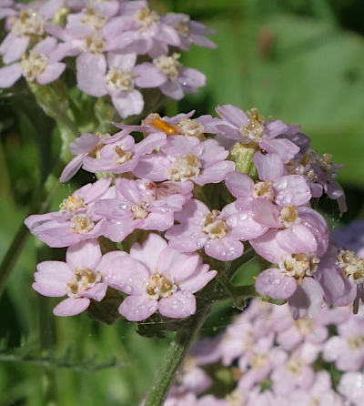 achillea millefolium