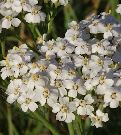 achillea millefolium