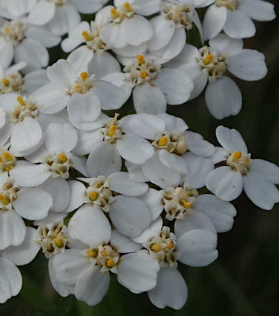 achillea millefolium