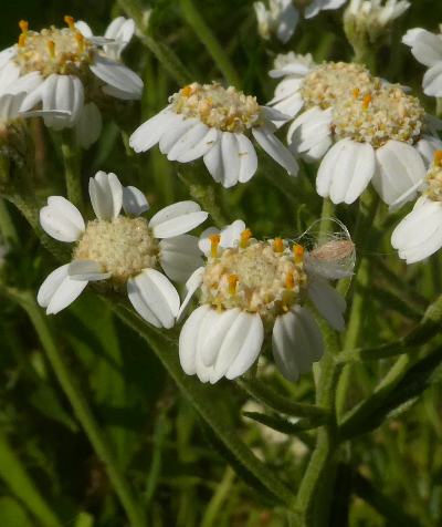 achillea ptarmica